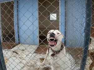 Erzincan’da Sokak Köpekleri Toplanarak Barınağa Yerleştirildi