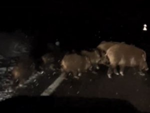 Köye Giderken Gece Önüne Çıkan Domuz Sürünü Görüntüledi
