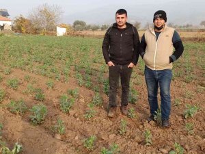 Ödemiş’te Bakla Ve Bezelye Ekiminde Son Günler