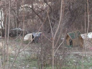 Çankaya Sokaklarında Sokak Köpekleri Dehşeti
