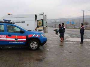 Bingöl’de Trafikte Risk Oluşturan Sahipsiz Hayvanlar, Barınağa Teslim Edildi