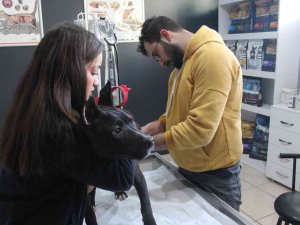 Veteriner Kliniklerinde Son Gün Çip Yoğunluğu