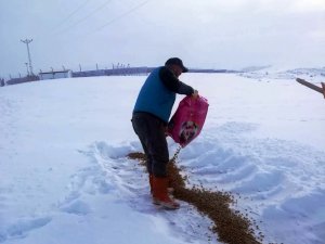 Bayburt’ta Yaban Hayvanları Unutulmadı