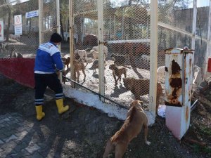 Kahramanmaraş’ta 80’in Üzerinde Yasaklı Irk Köpek Toplandı