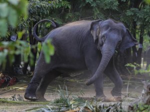 Sri Lanka’da Plastik Atıkları Yutan 2 Fil Daha Öldü
