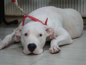 Kocaeli’de 400 Yasaklı Köpek Kayıt Altına Altındı