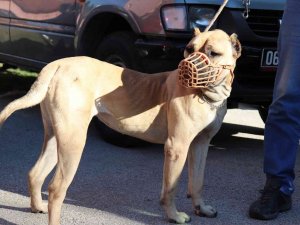 Türkiye Genelinde 20 Bin 843 Adet Tehlike Arz Eden Köpek Kayıt Altına Alındı