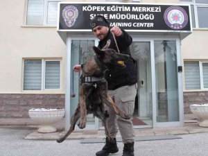 Operasyonların Gizli Kahramanı ’Dedektör Köpekler’ Böyle Eğitiliyor