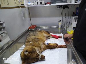 Otomobilin Çarptığı Tilki Tedavi Altına Alındı