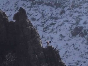 Şırnak’ın Cudi Dağında Avcılığın Önüne Geçildi, Dağ Keçilerinin Sayıları Arttı