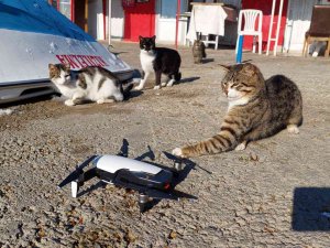 Kedilerin Drone İle İmtihanı