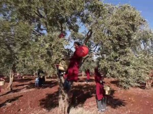 Hatay’dan Zeytin Ve Zeytinyağı 2021 Yılı İhracatı 31 Milyon Dolar Oldu