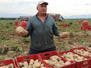 Ödemiş’te Kış Patatesi Hasadı Başladı