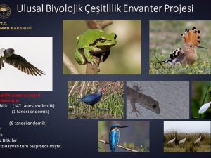 154 Endemik Bitki Ve Hayvan Türü Tespit Edildi