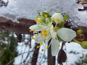 Samsun’da Yağan Kar Kartpostallık Görüntüler Oluşturdu