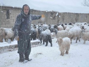 Yüksekova’da 14 Koyun Telef Oldu
