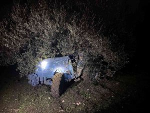 Tarlasındaki Zeytin Ağacı Hayatına Mal Oldu