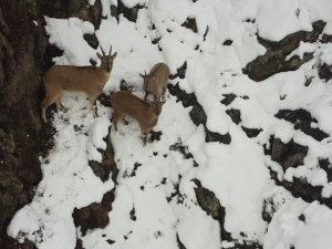 Erzincan’da Dağ Keçileri Havadan Görüntülendi