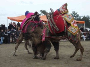 Burhaniye’de Festival Hazırlıkları Tamamlandı