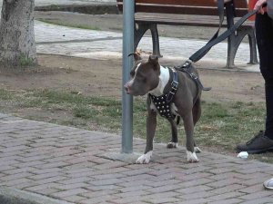 Çocuk Parkına Terkedilen Pitbull’u Kemeriyle Yakaladı