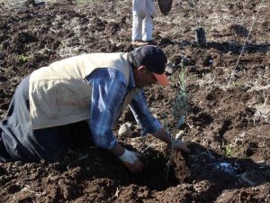 Kilis’te Çiftçiye Fidan Desteği