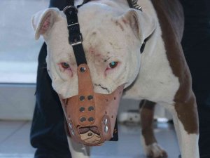 ‘Yasaklı Irk’ Köpek Sahipleri Silah Alamıyor, Saldırgan Köpek Yetiştiriyor