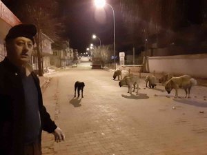 Esnafın Hayvan Sevgisi