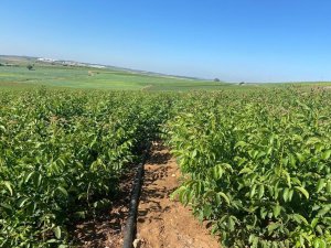 Tarım Sektörünün Yükselen Yıldızı Ceviz Yetiştiriciliği