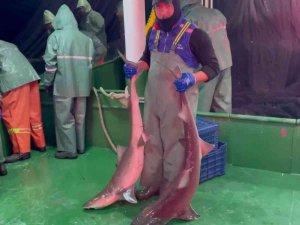 Çanakkale’de Ağlara Takılan Köpek Balıkları Denize Salındı