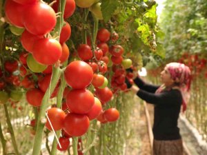 Burdur’da Yayla Seracılığında Türkiye Birinciliği Hedefi