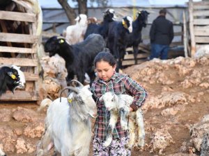 Konyaaltı’nda Hayvanlar İçin Bin 200 Dekar Gübre