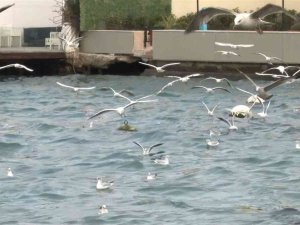 Üsküdar’da Aç Kalan Martılar Kıyıya Vuran Çöplere Saldırdı