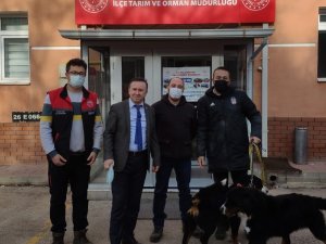Tepebaşı’nda 7 Ayda Bin 123 Köpek Kayıt Altına Alındı
