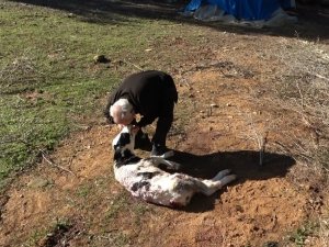 Aç Kalan Sokak Köpekleri 5 Günlük Buzağıyı Telef Etti