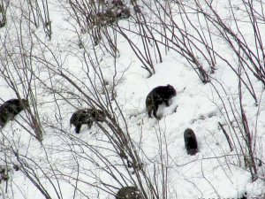 Domuzlar Sürüler Halinde Yaşam Alanlarına İndi