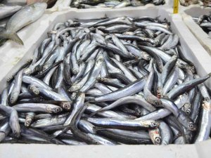 Yerli Hamsi Kendini Tezgahlarda Pahalı Gösterdi: Kilosu 50 Lira