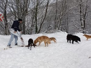 Büyükşehirden Sokak Hayvanlarına Mama Desteği