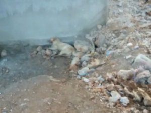 Isparta’da 2 Köpeğin Zehirlendiği İddia Edildi