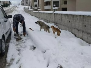 Safranbolu Belediyesi Sokak Hayvanları İçin Yem Ve Mama Dağıttı