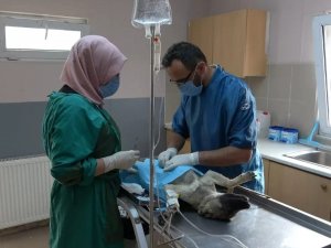 Erzincan’da Ocak Ayında 56 Adet Sokak Hayvanına Kısırlaştırma İşlemi Yapıldı