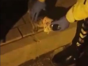 Polis Ekiplerinin Dikkati Yavru Kediyi Ölmekten Kurtardı