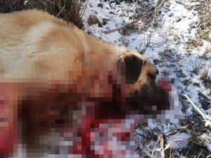 Çocuğu Gibi Sevdiği Köpeği Canice Öldürüldü, Konuyu Yargıya Taşıdı