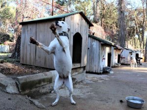 Antalya’da "Yasaklı Tür" Olan Bin 663 Adet Köpek Kayıt Altına Alındı
