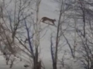 Kırmızı Listede Yer Alan Vaşak Tunceli’de Görüntülendi