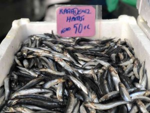 Hamsinin Fiyatı Cep Yakıyor