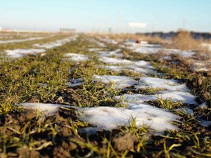 Yağışlar Yüz Güldürüyor, Rekolte Artışı Bekleniyor