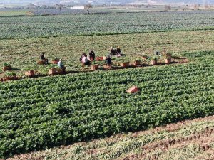 Üreten, Satan Değil Komisyoncu Kazanıyor