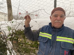 Ocak Ayında Nar Ve Erik Ağaçları Çiçek Açtı