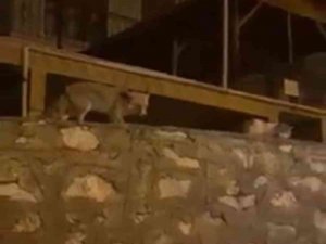 Tilki İle Kedi Yiyeceklerini Bölüştü