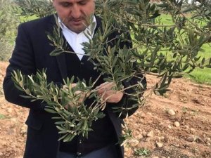 Zeytinde Dal Kanseri Paniği